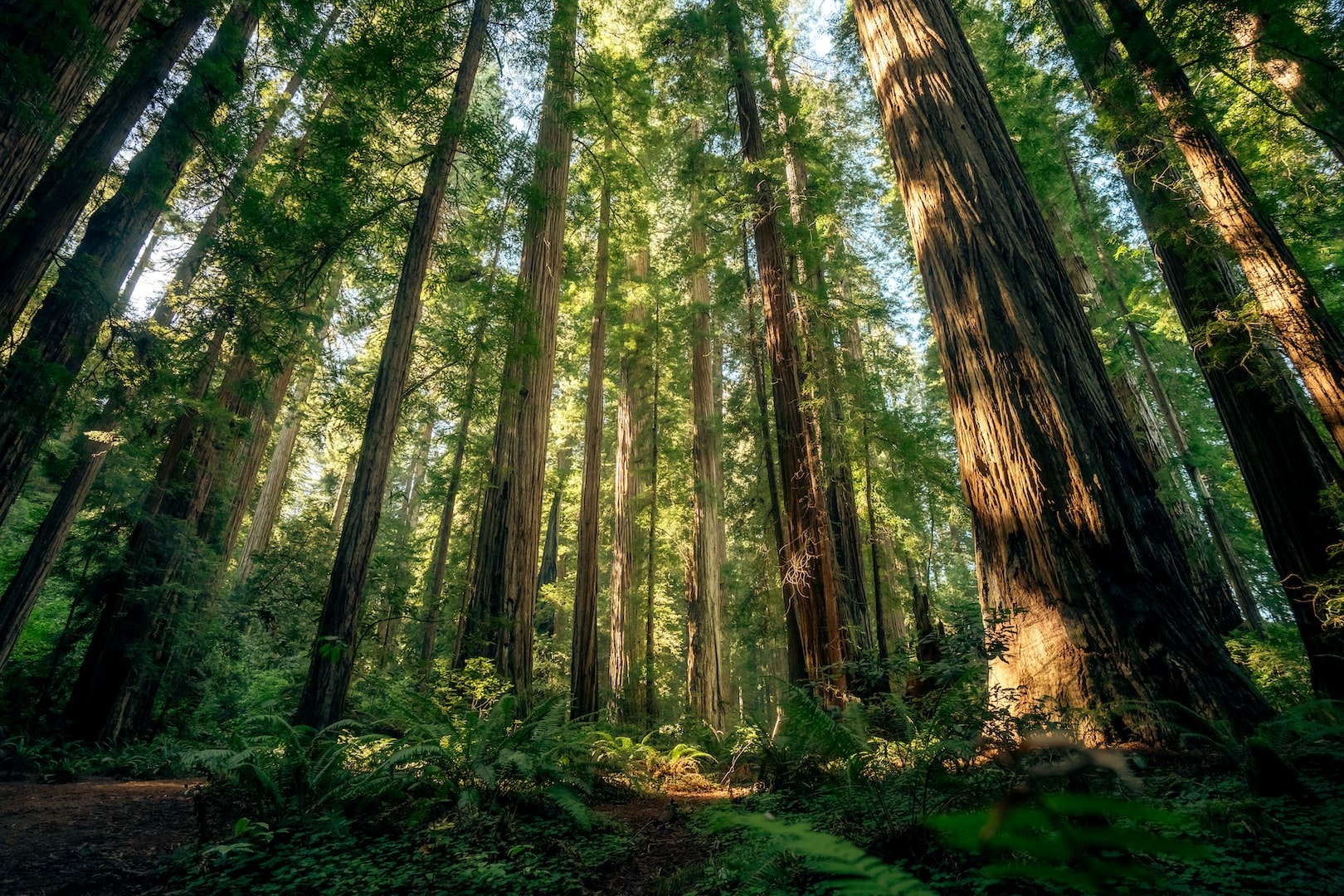 Alicia Mitchell Psychology - forest scene